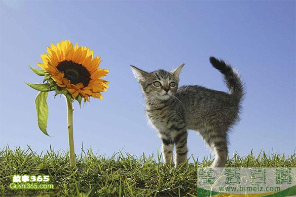 小花猫种向日葵